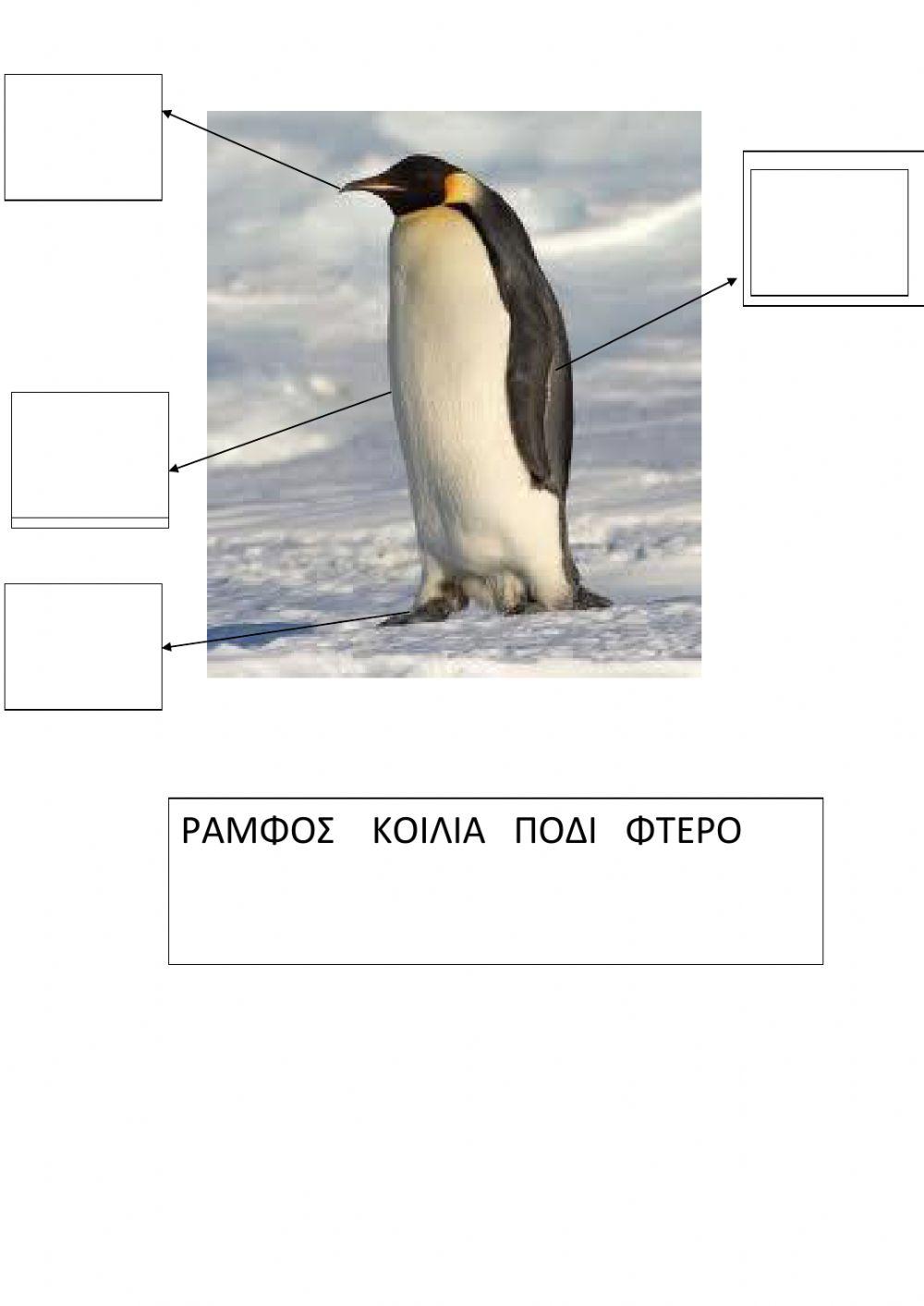 Μερη πιγκουινου worksheet | Live Worksheets