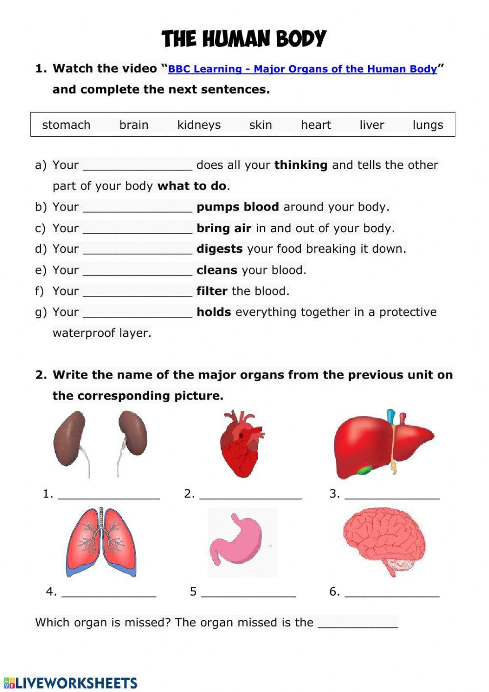Human body interactive worksheet | Live Worksheets