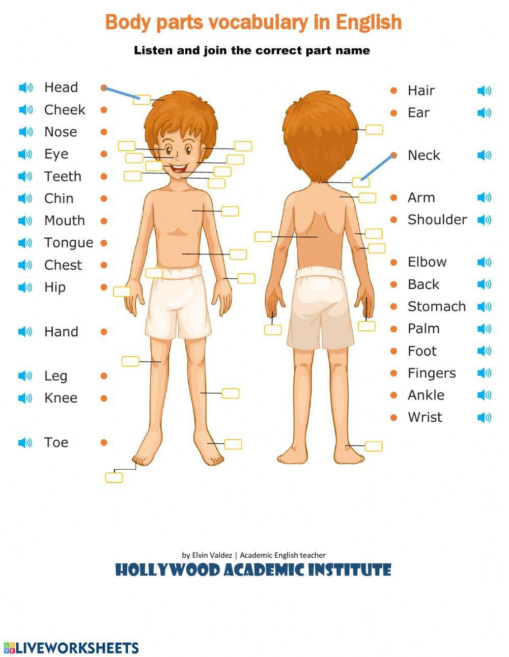 Body parts interactive worksheet for pre-intermedia | Live Worksheets