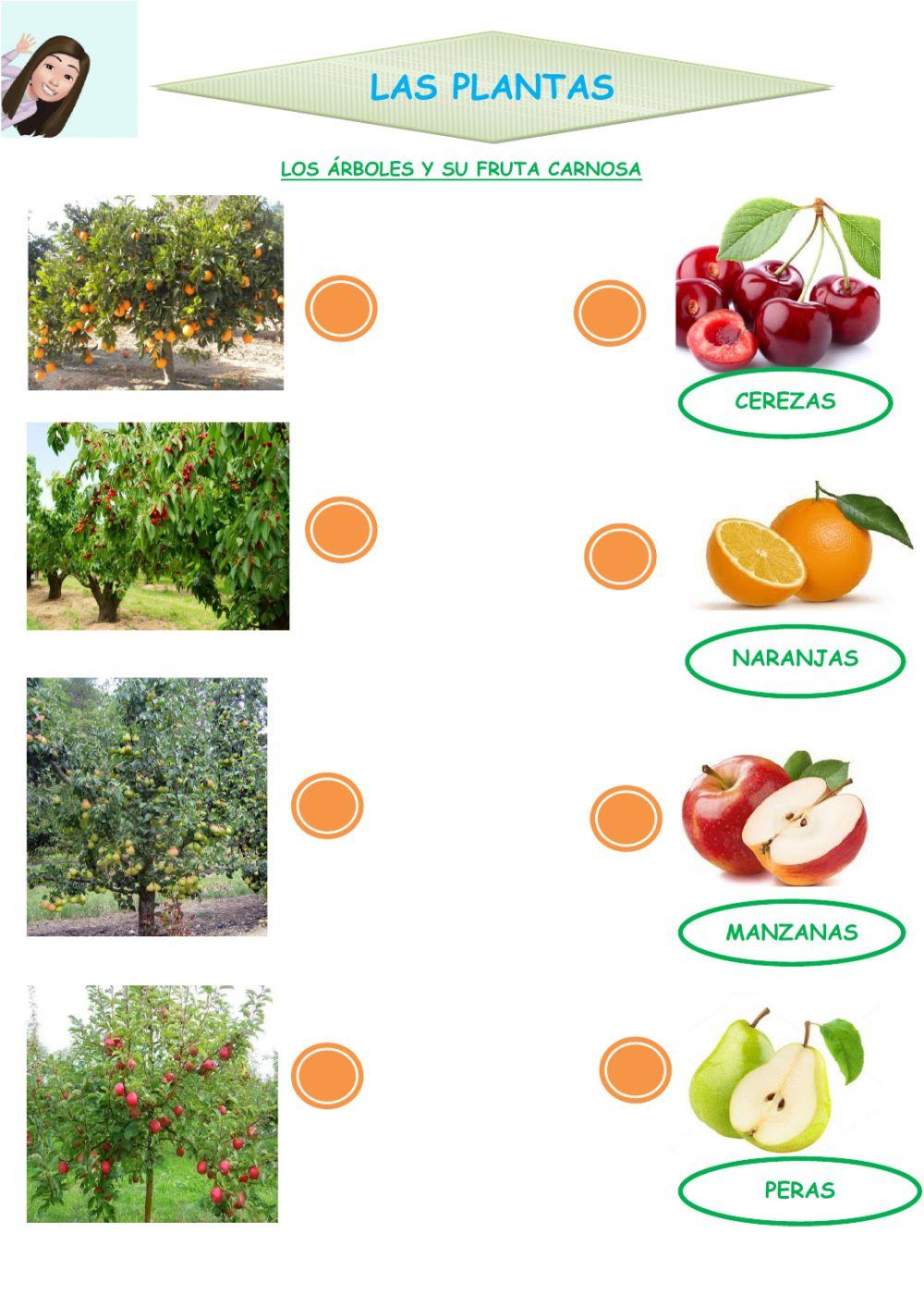 Las plantas.Los frutos worksheet | Live Worksheets
