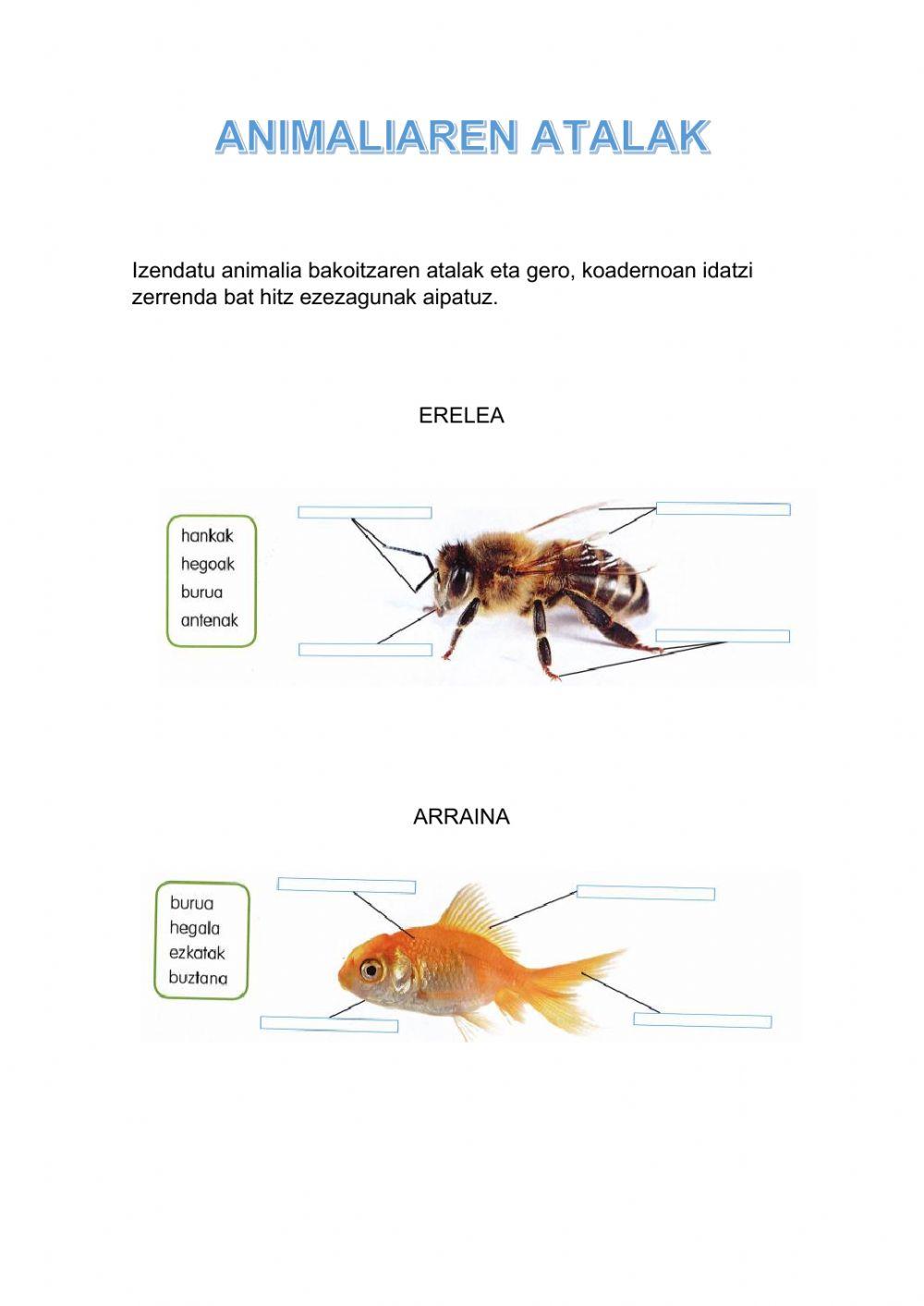 Animaliaren atalak