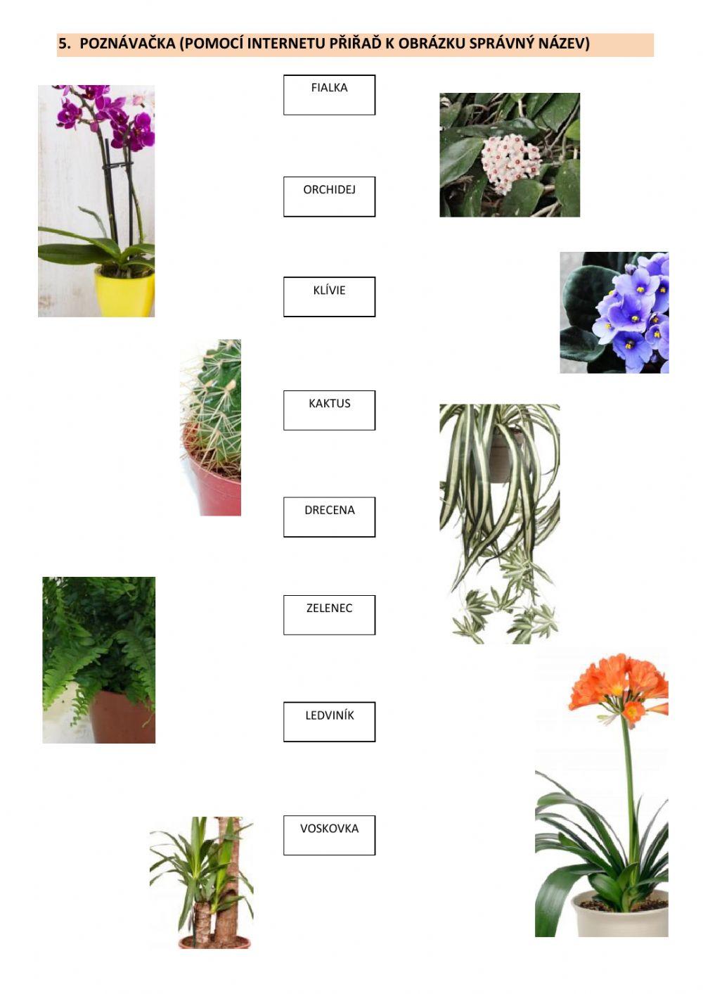 Pokojové rostliny worksheet | Live Worksheets