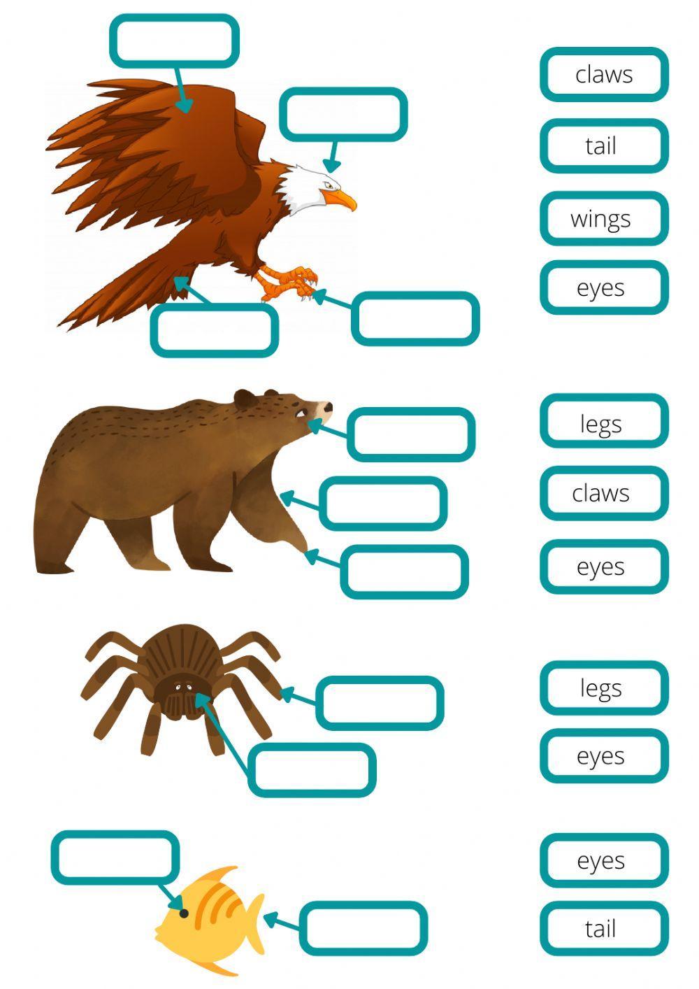 Animals body parts English as a Second Language (ESL) activity | Live  Worksheets