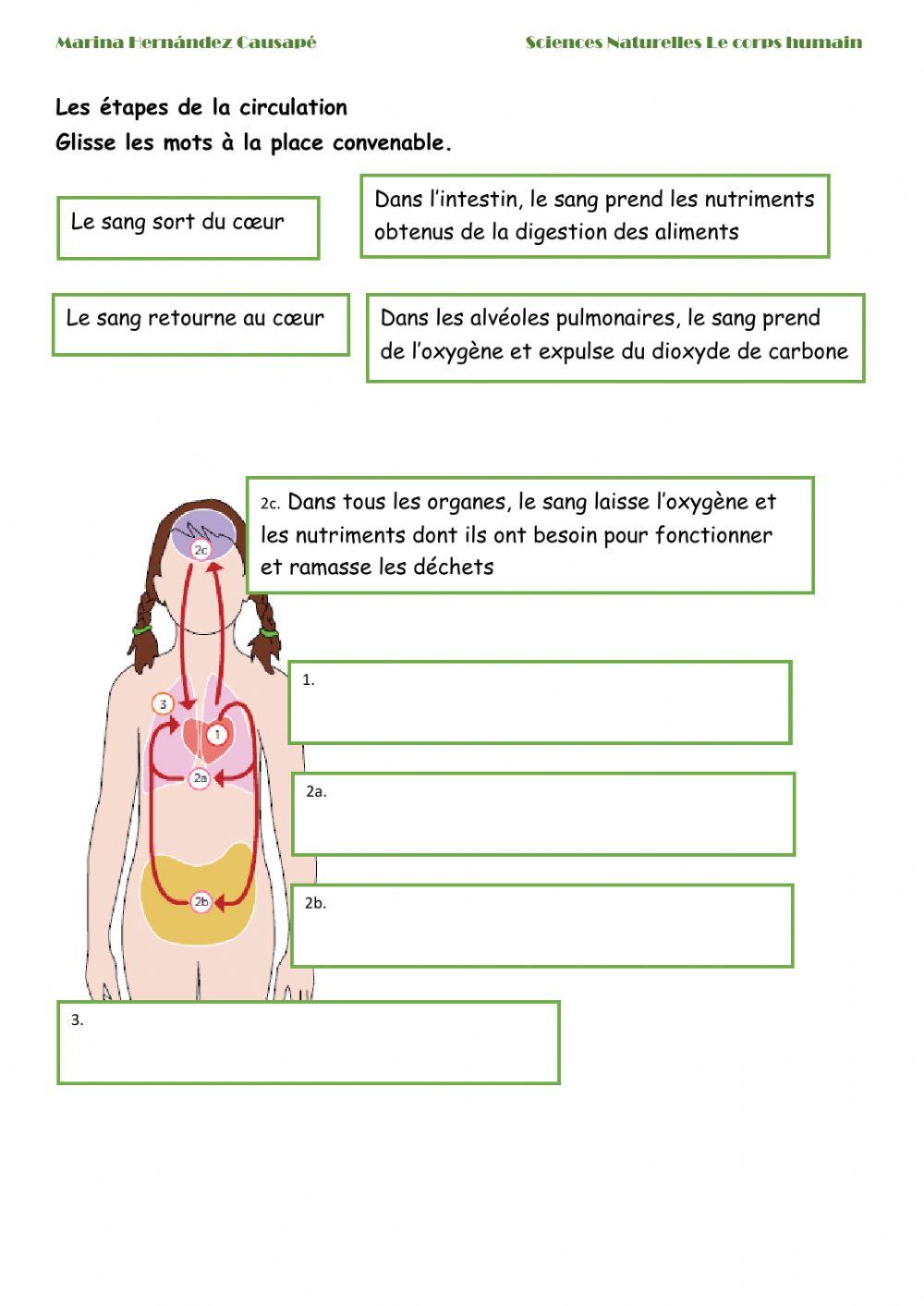 L'appareil circulatoire