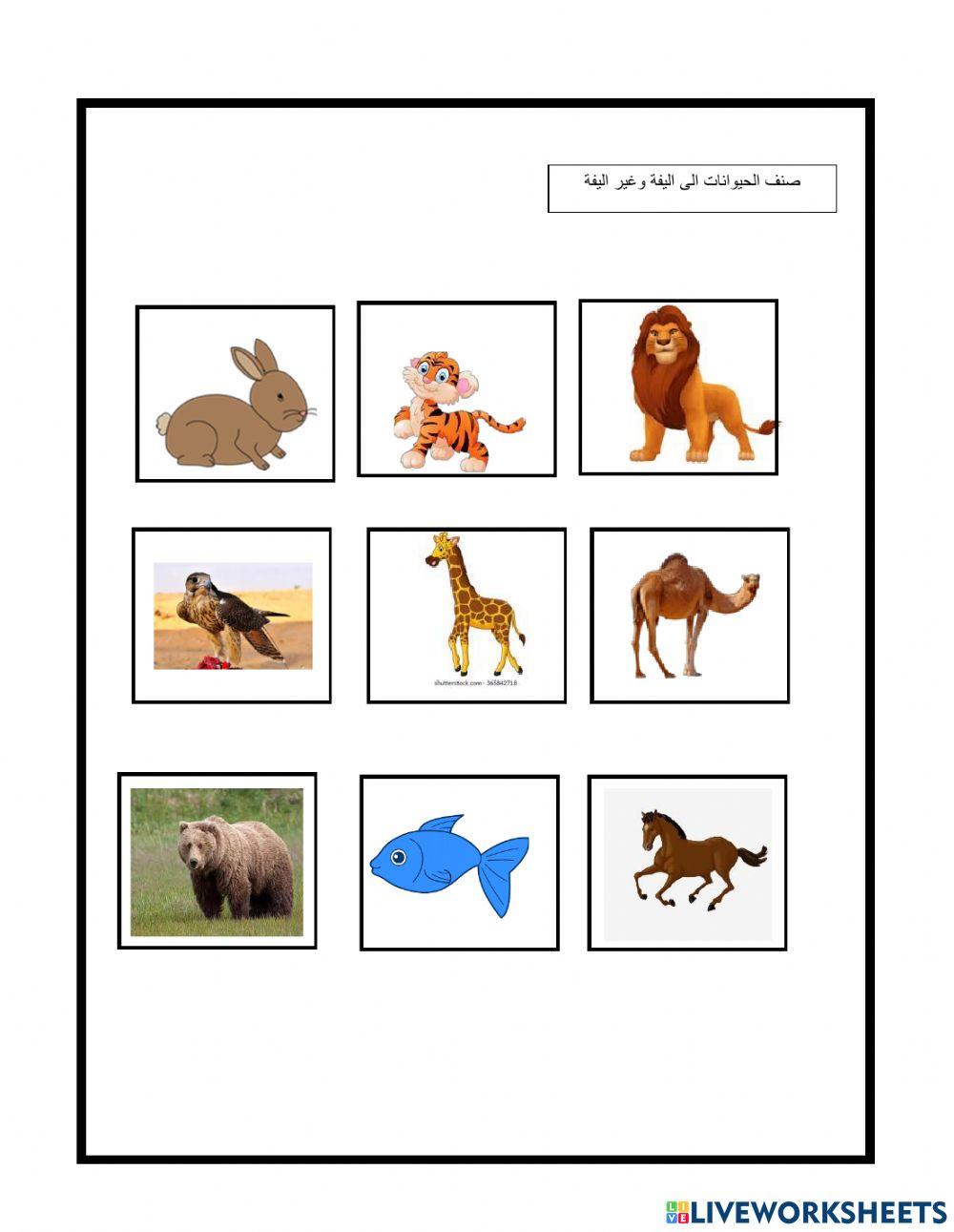 حيوانات البفة وغير اليفة worksheet | Live Worksheets