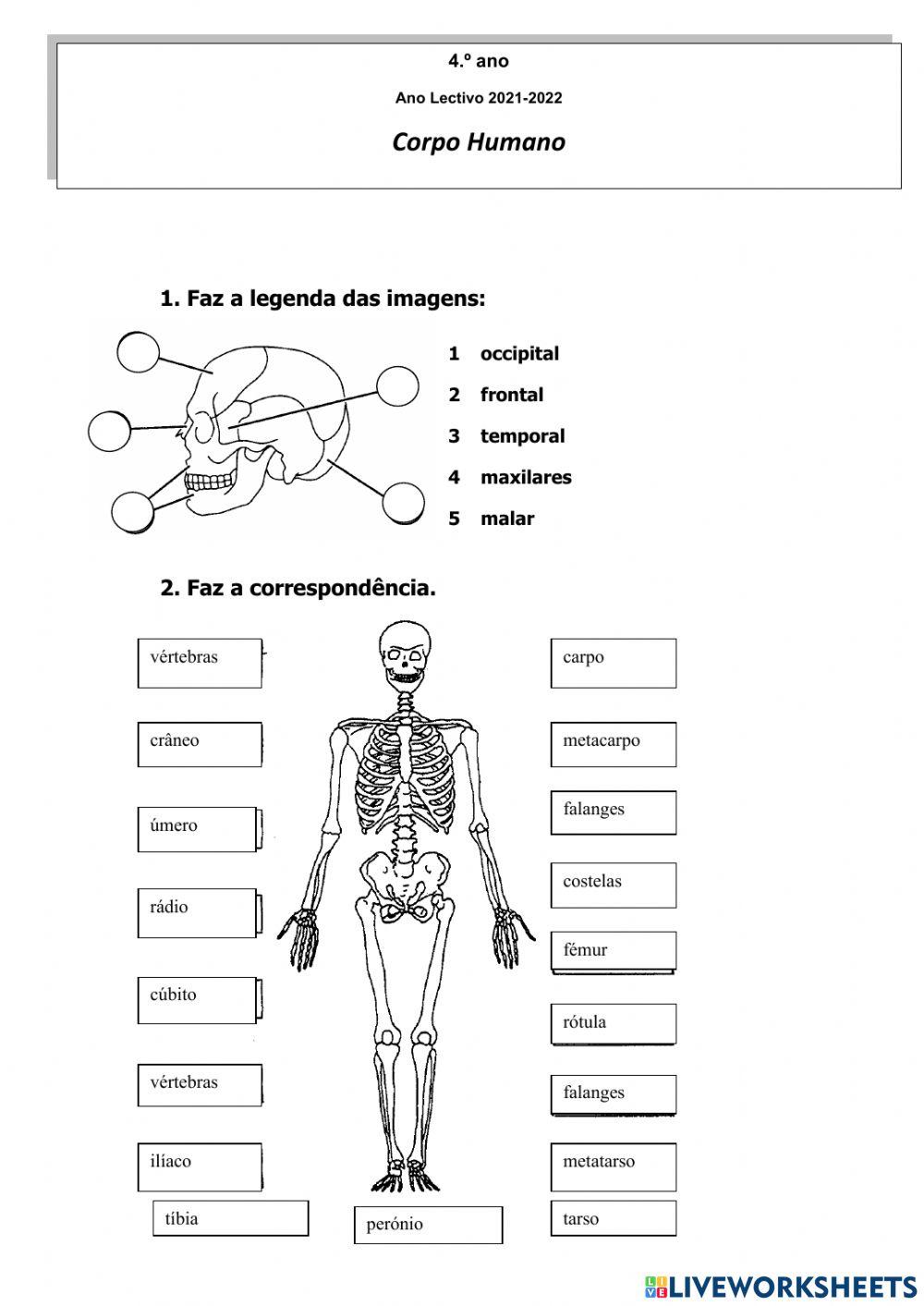 Esqueleto Humano 1 - Estudo do Meio 4º ano online exercise for | Live  Worksheets