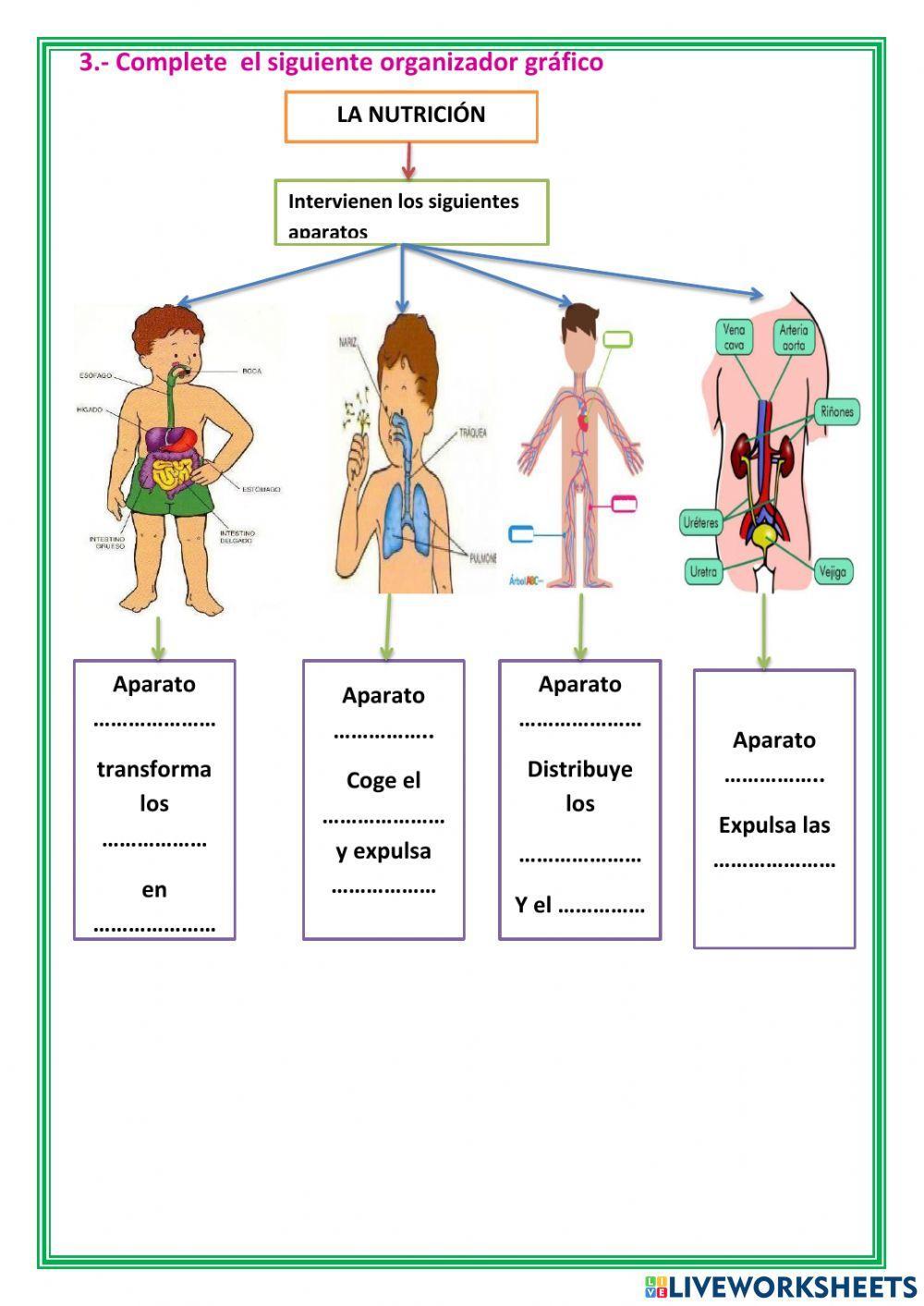 Sistemas que intervienen en la nutrición