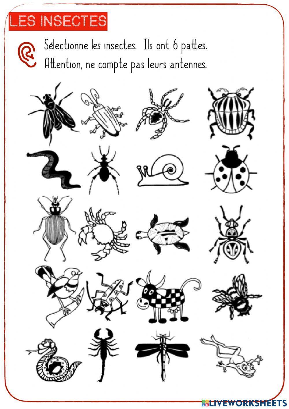 Les insectes