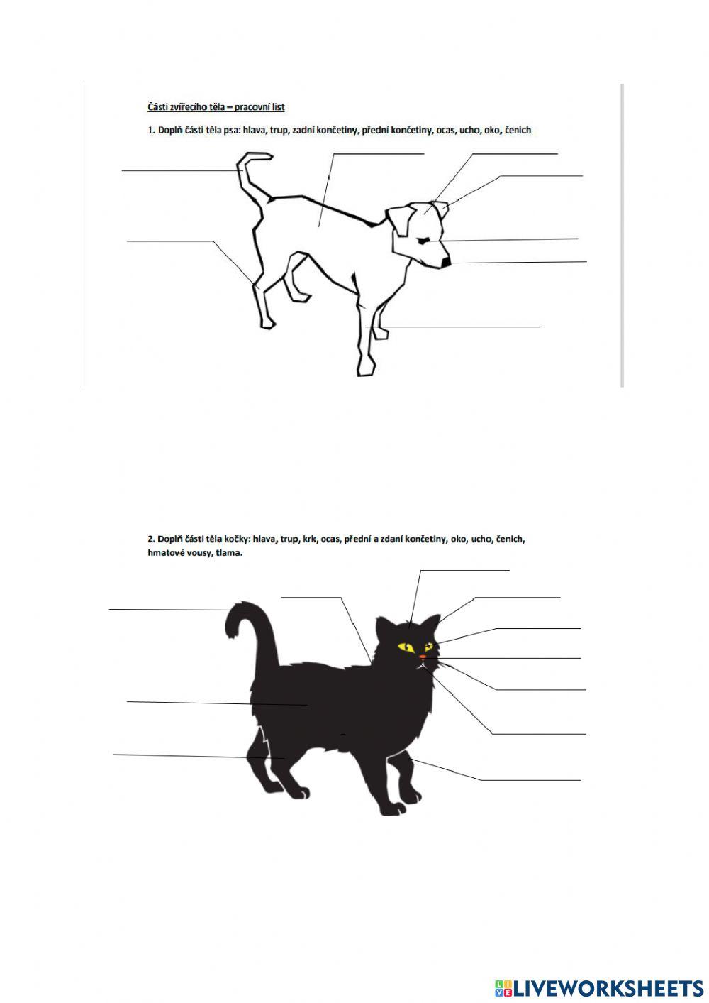 Stavba těla-kočka, pes worksheet | Live Worksheets