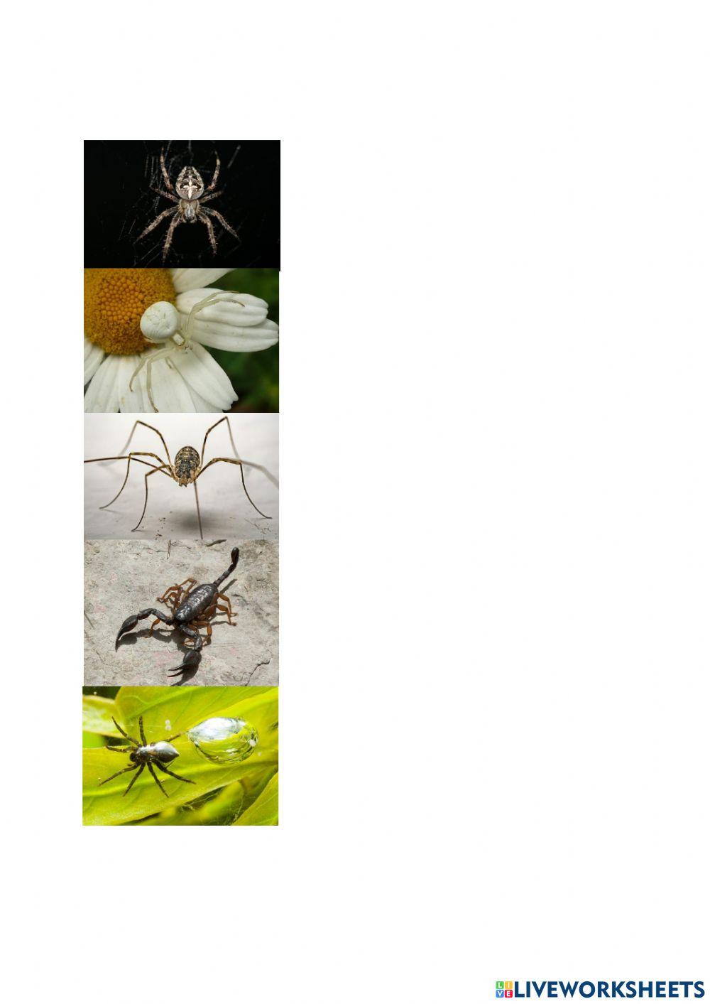 Pavoukovci - závěrečný test