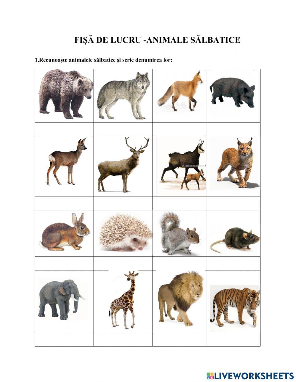 Animale sălbatice online worksheet | Live Worksheets