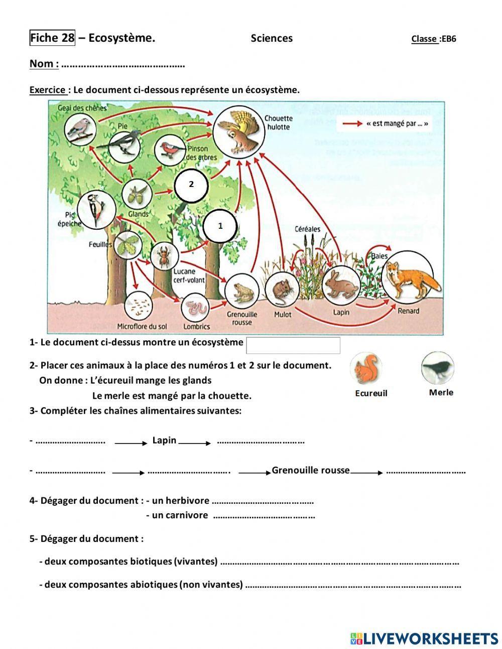 Ecosystème