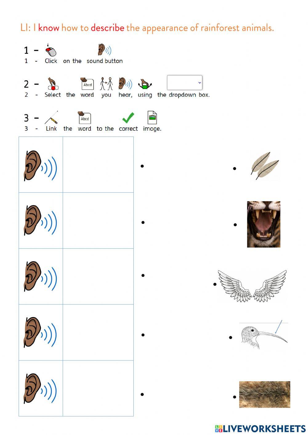 I can describe the rainforest animals’ appearance.