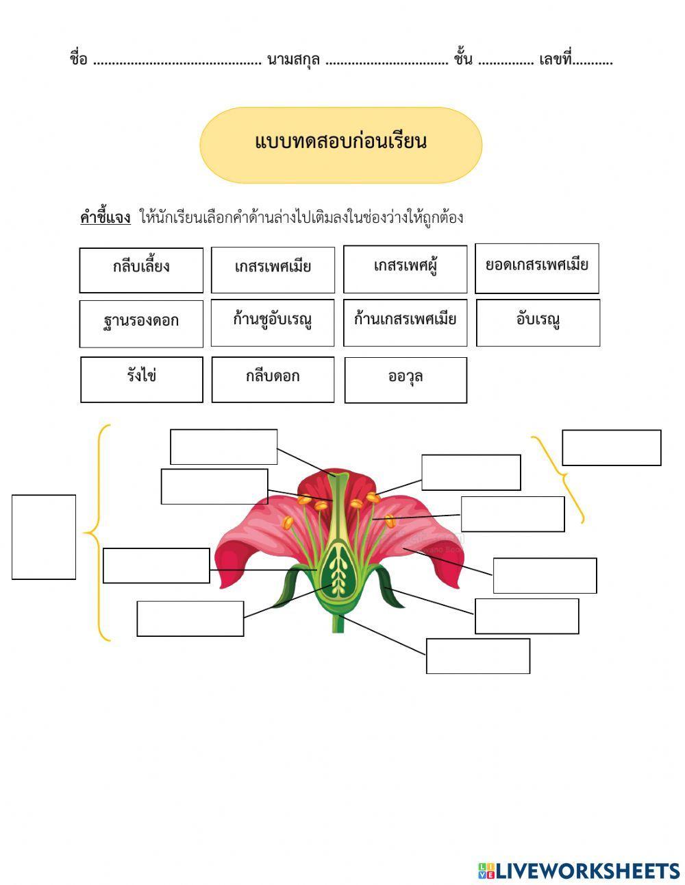 ส่วนต่าง ๆ ของดอก