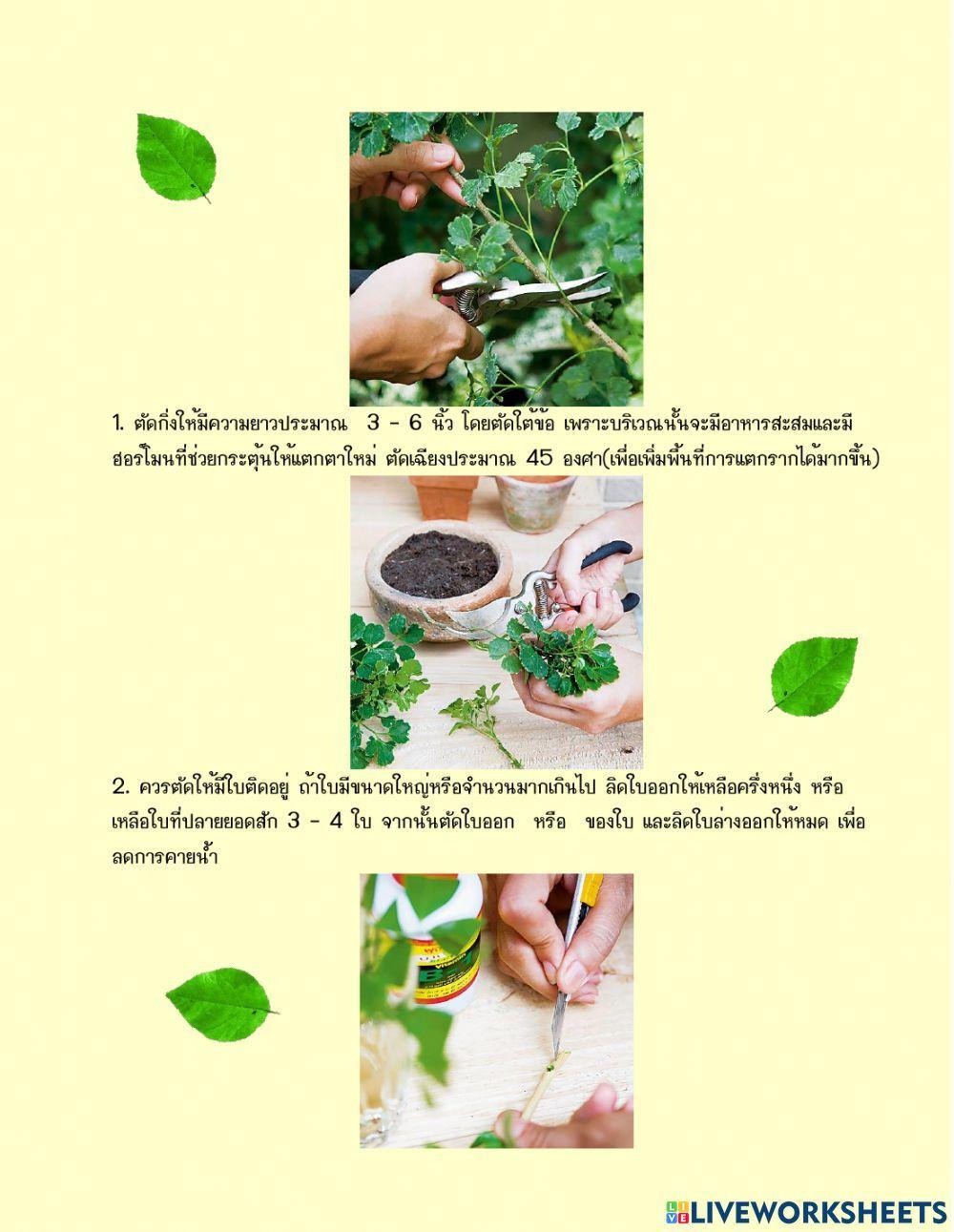 ใบความรู้ที่ 4 วิชาการขยายพันธุ์พืช ม.4-3
