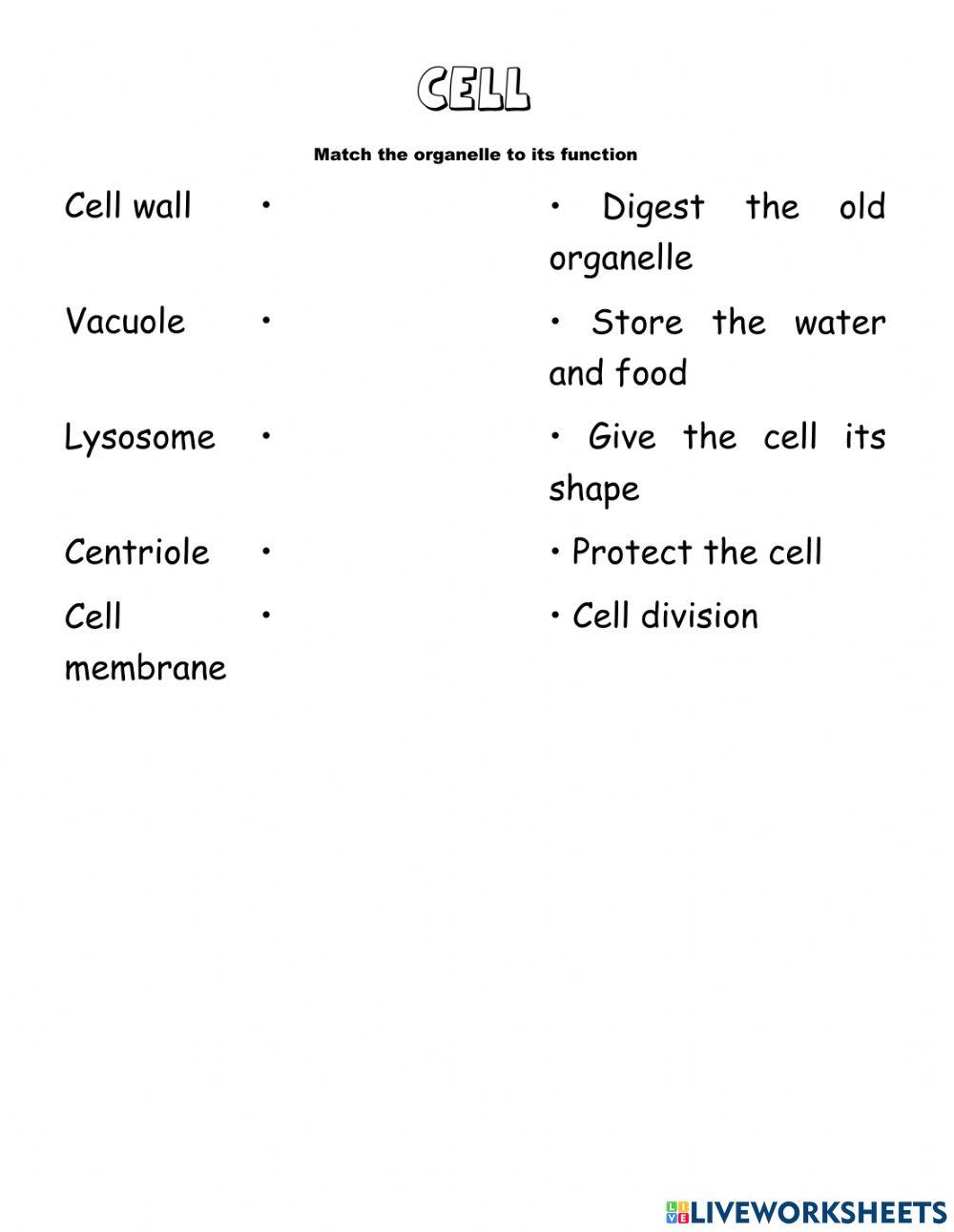 Cell, tissue and organ worksheet | Live Worksheets