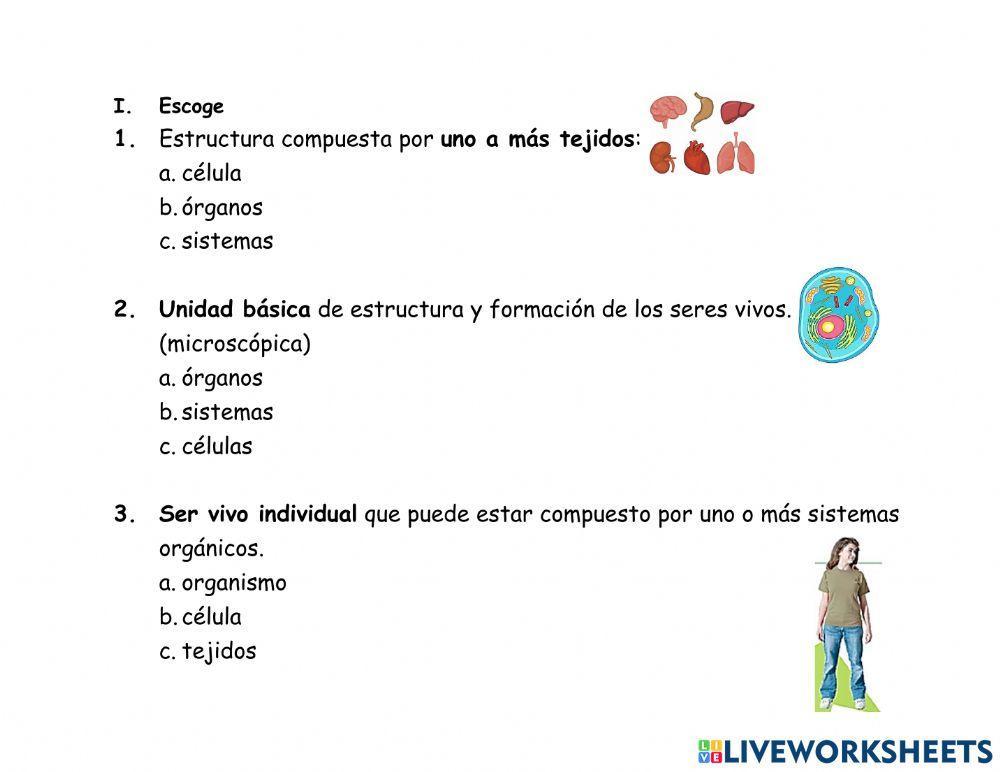 Organización multicelular (célula, tejido, órgano, sistema, organismo)3  worksheet | Live Worksheets