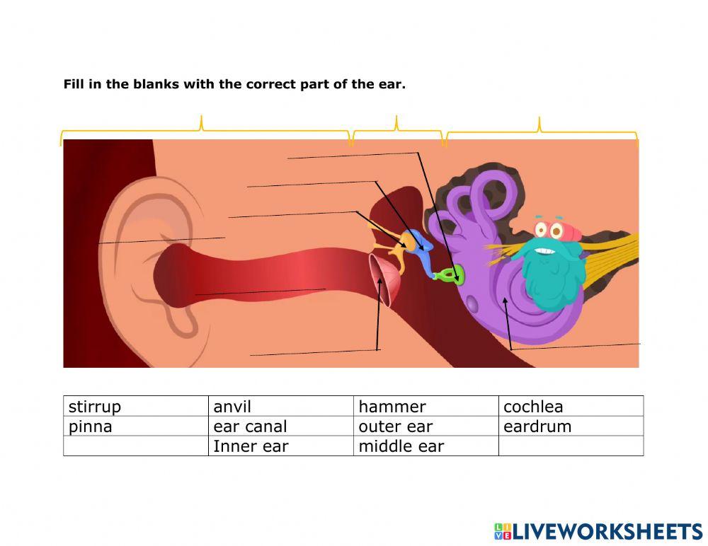 Hearing process