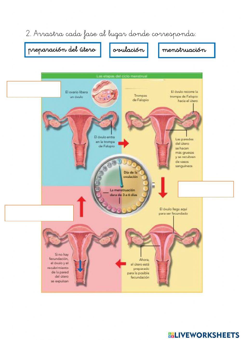 Ciclo menstrual