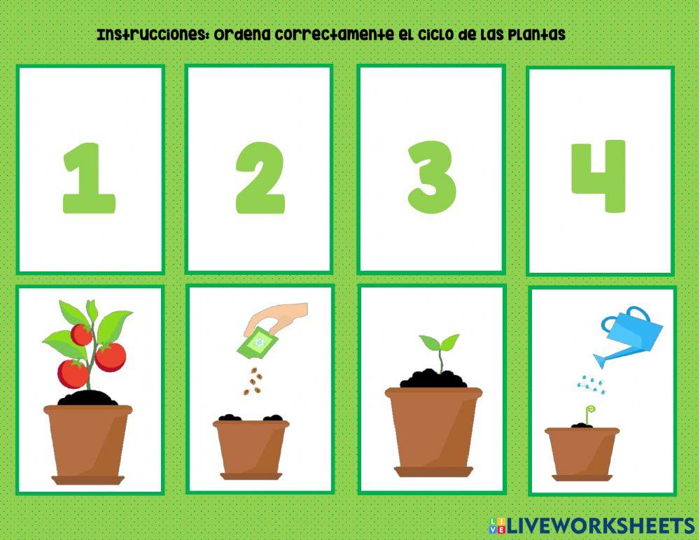 Ciclo de las plantas