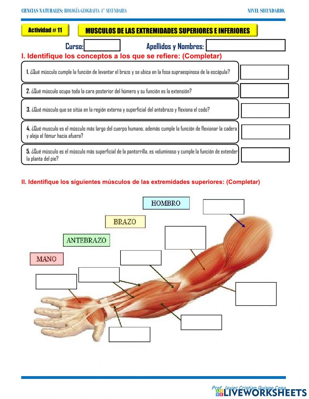 11. Musculos extremidades