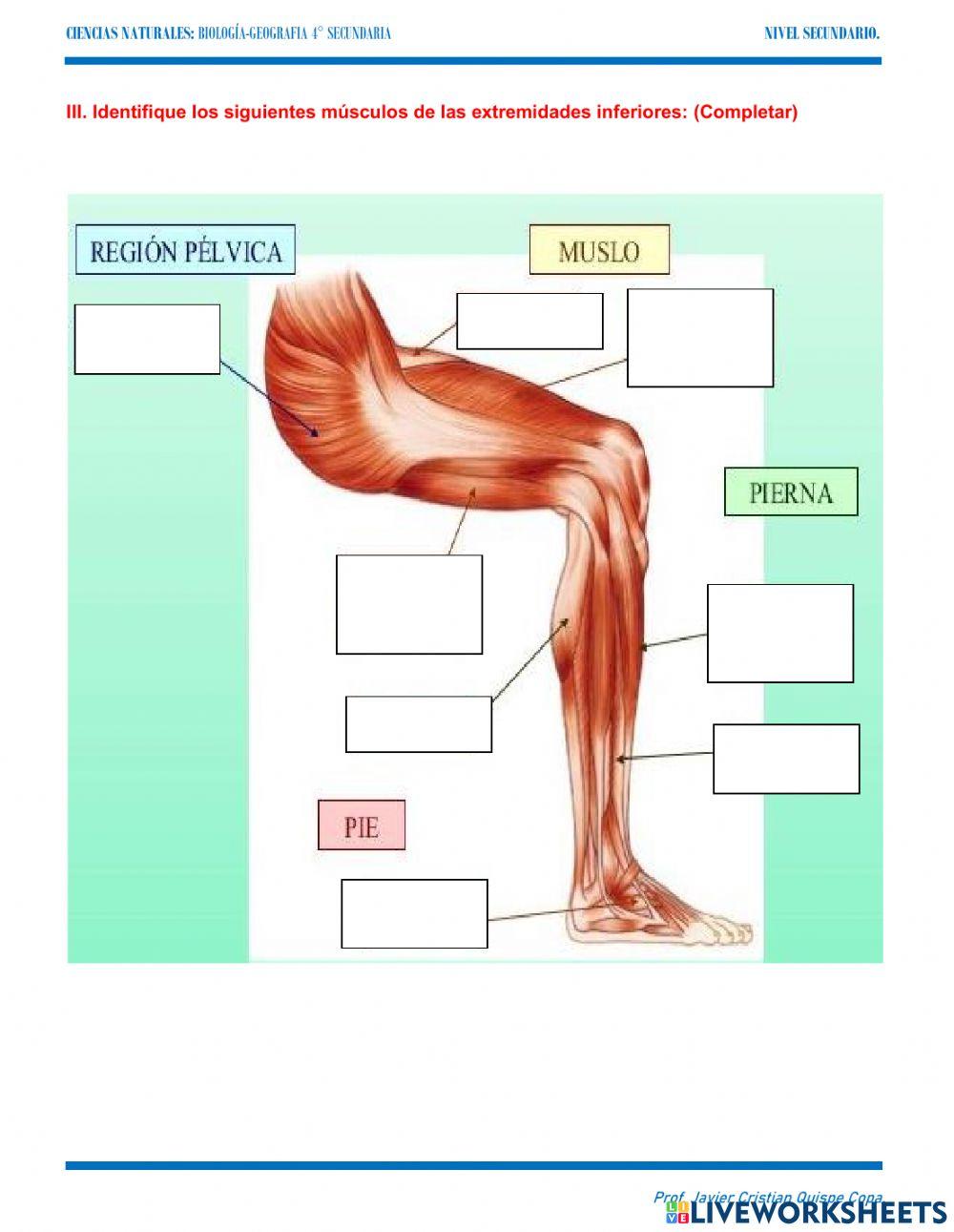 11. Musculos extremidades