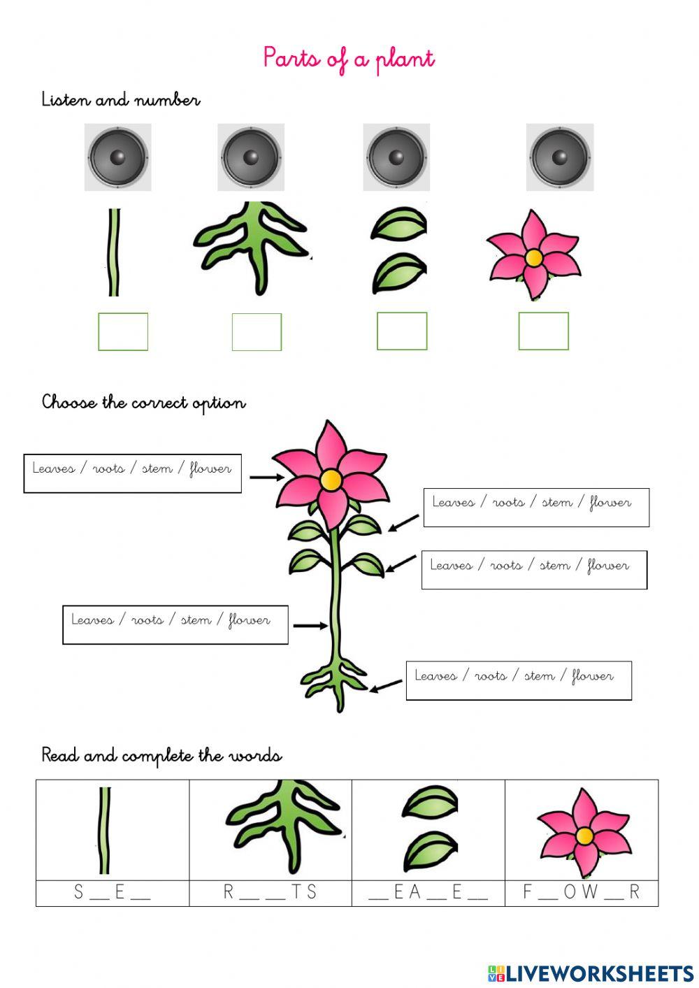 Parts of a plant